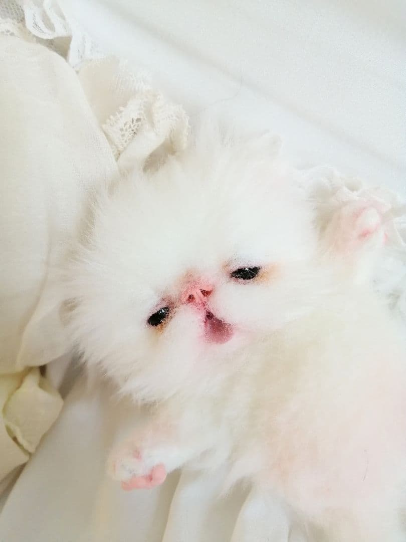 生後15日♡子猫のむーちゃん♡お腹ぽっこり♡アートドール♡ぬいぐるみ♡