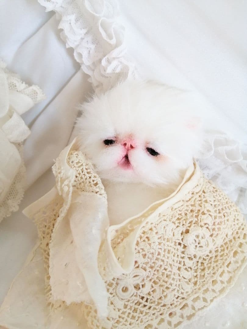 生後15日♡子猫のむーちゃん♡お腹ぽっこり♡アートドール♡ぬいぐるみ♡