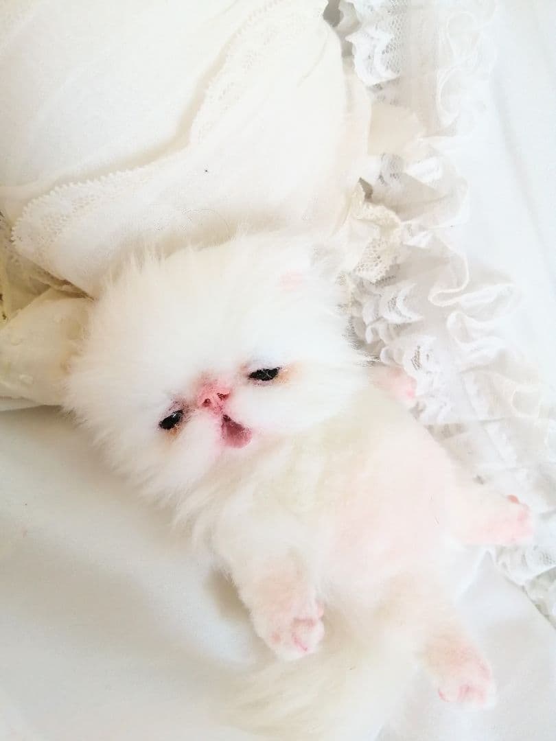 生後15日♡子猫のむーちゃん♡お腹ぽっこり♡アートドール♡ぬいぐるみ♡