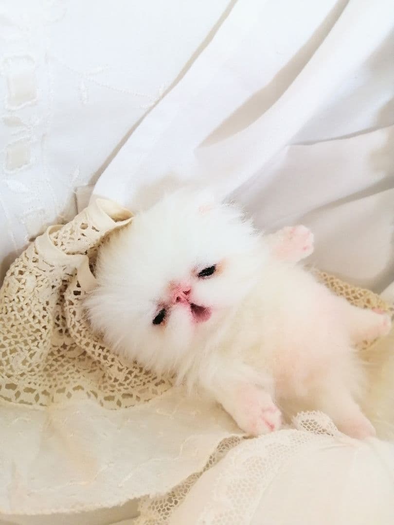 生後15日♡子猫のむーちゃん♡お腹ぽっこり♡アートドール♡ぬいぐるみ♡