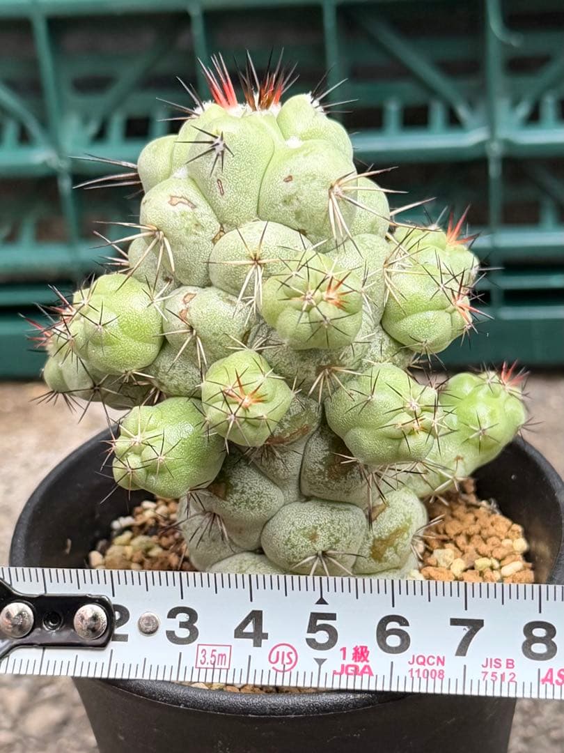 オルテゴカクタス　マクドガリー