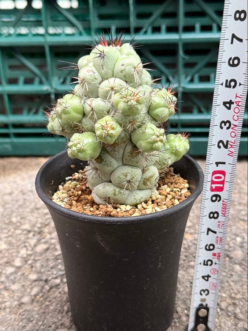 オルテゴカクタス　マクドガリー