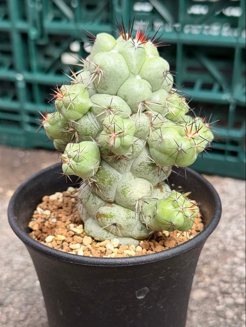 オルテゴカクタス　マクドガリー