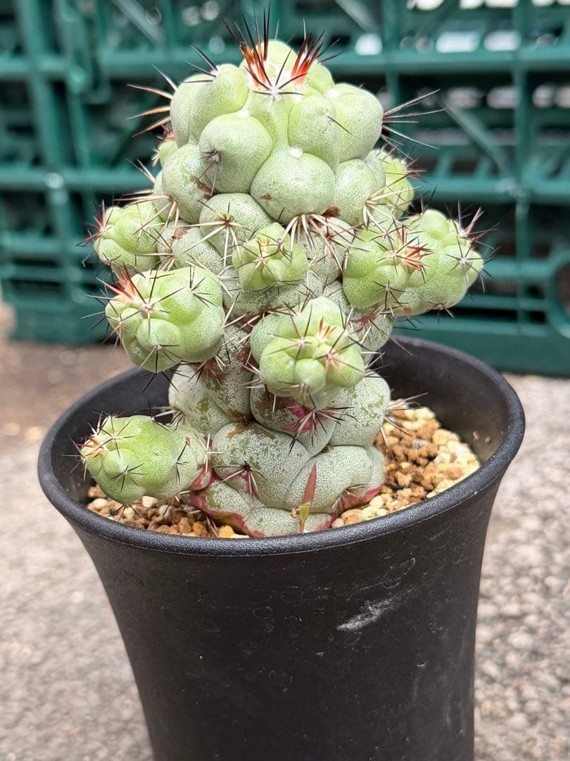 オルテゴカクタス　マクドガリー