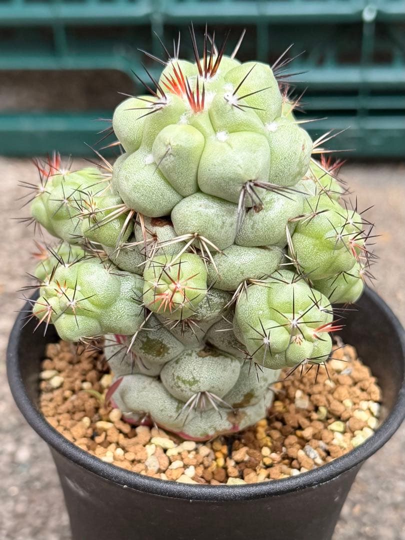 オルテゴカクタス　マクドガリー