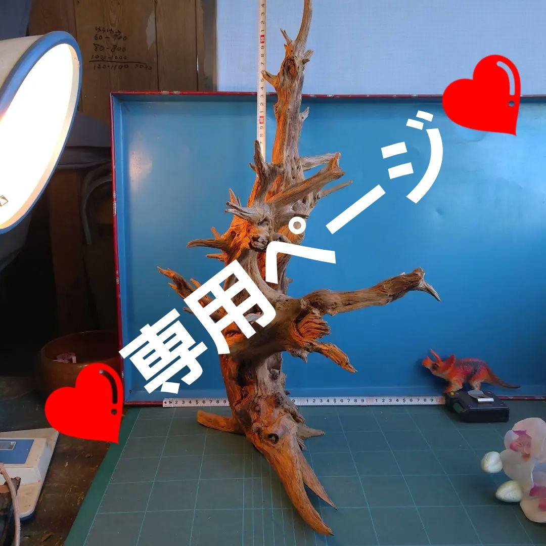 ❤️専用ページ❤️２５７ホーンウツド灰汁抜き硬質流木高さ約５５cm ♥極上