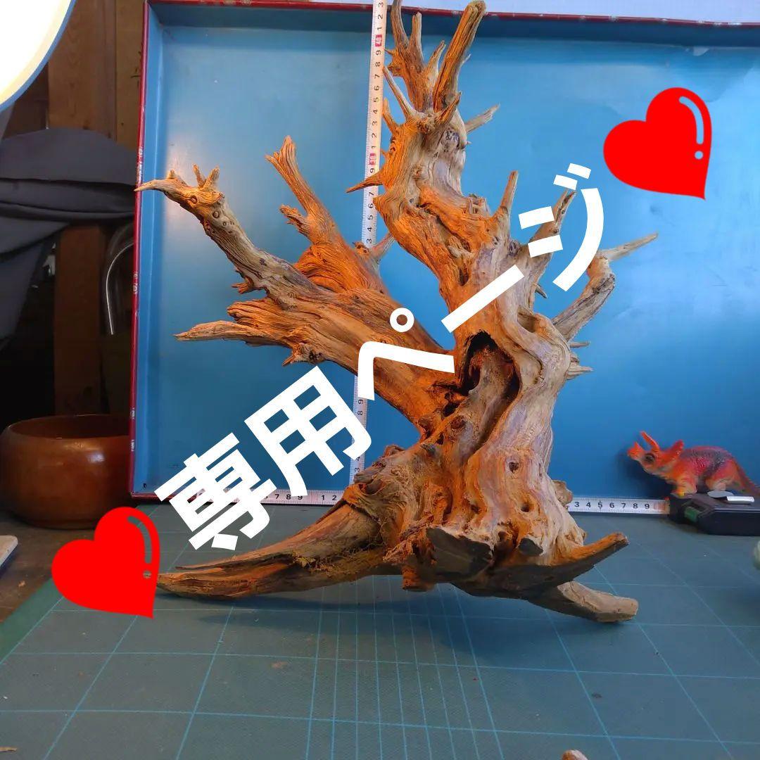 ❤️専用ページ❤️２５７ホーンウツド灰汁抜き硬質流木高さ約５５cm ♥極上