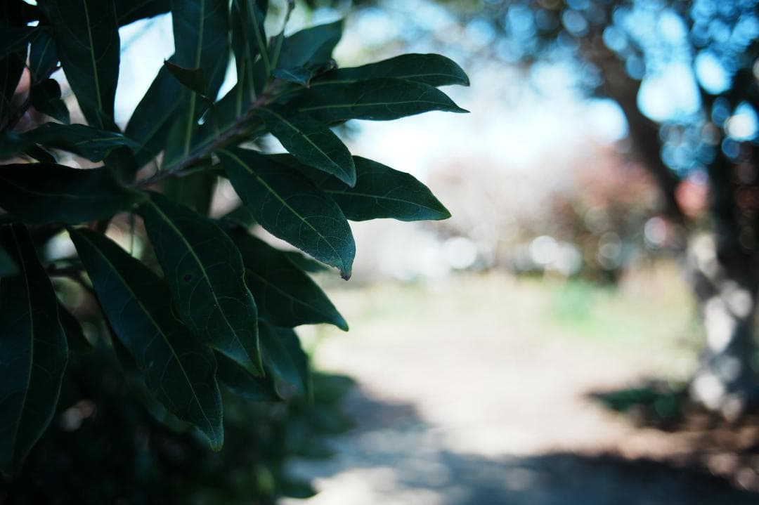 【極美品】Canon New FD 28mm F2.8 キャノン 065