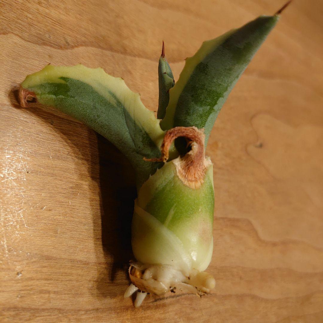 H*W様 【めちゃくちゃ発根済み！】 アガベ　リップルエフェクト　良株☆