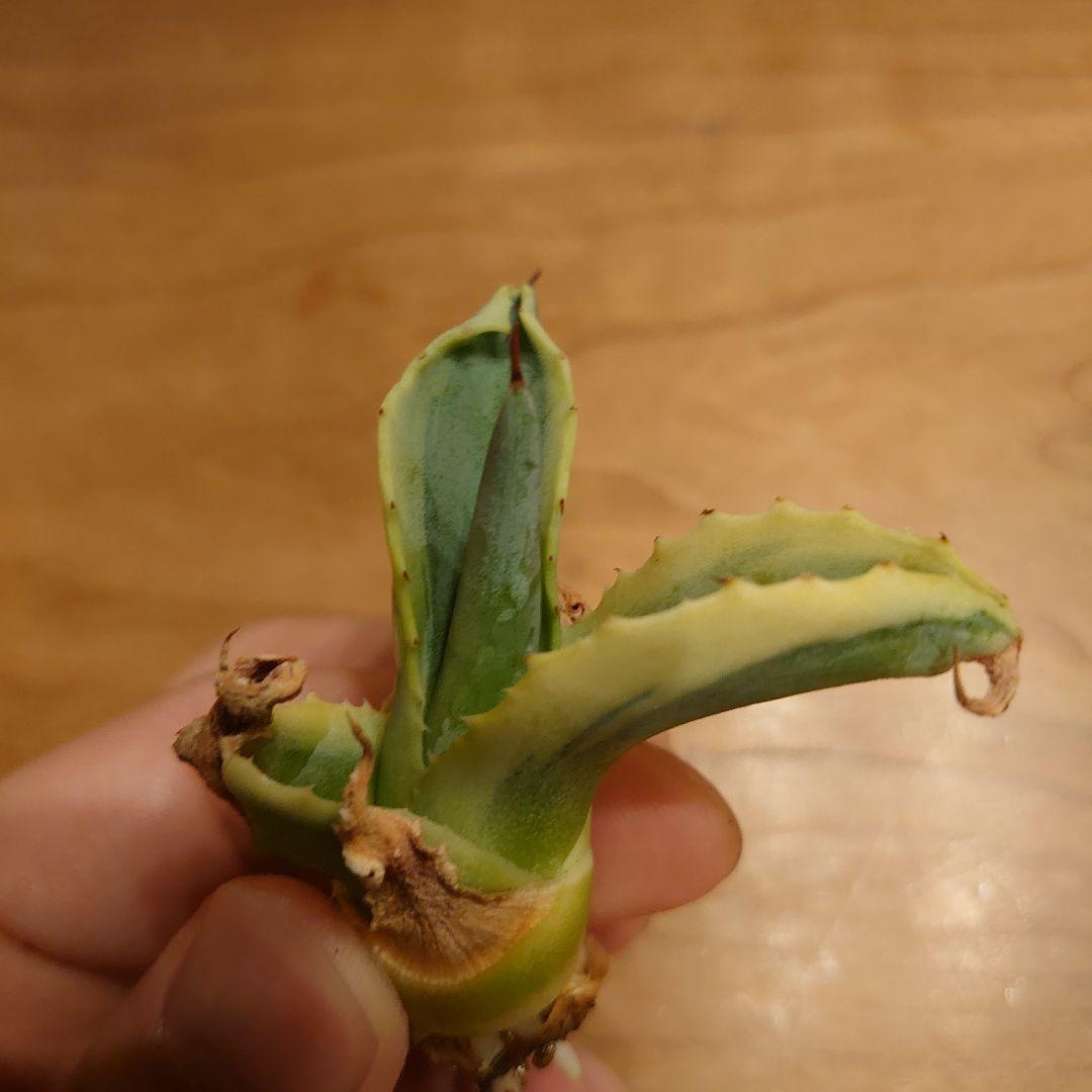 H*W様 【めちゃくちゃ発根済み！】 アガベ　リップルエフェクト　良株☆