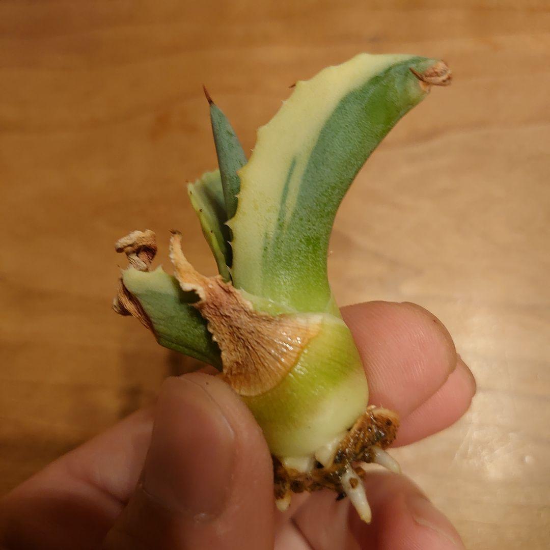 H*W様 【めちゃくちゃ発根済み！】 アガベ　リップルエフェクト　良株☆