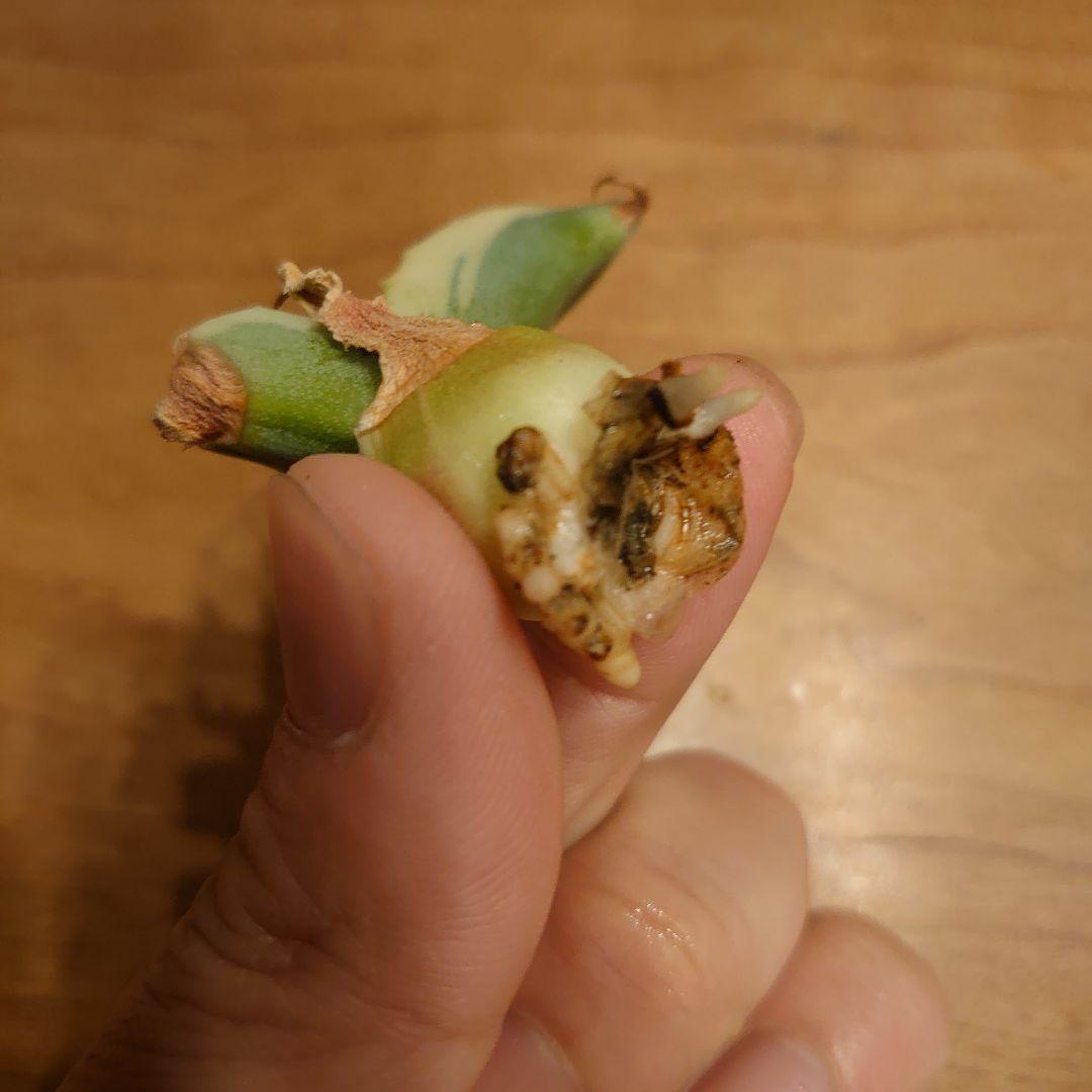 H*W様 【めちゃくちゃ発根済み！】 アガベ　リップルエフェクト　良株☆