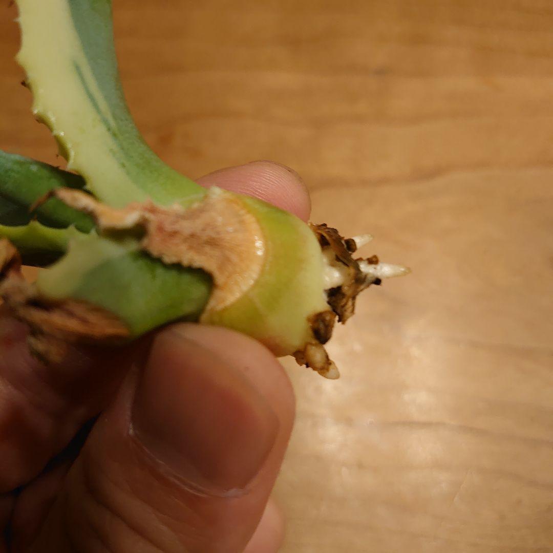 H*W様 【めちゃくちゃ発根済み！】 アガベ　リップルエフェクト　良株☆