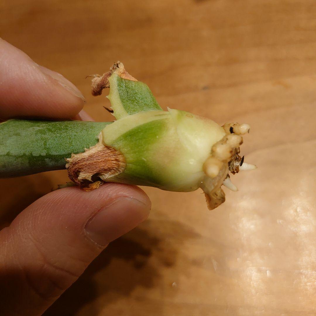 H*W様 【めちゃくちゃ発根済み！】 アガベ　リップルエフェクト　良株☆