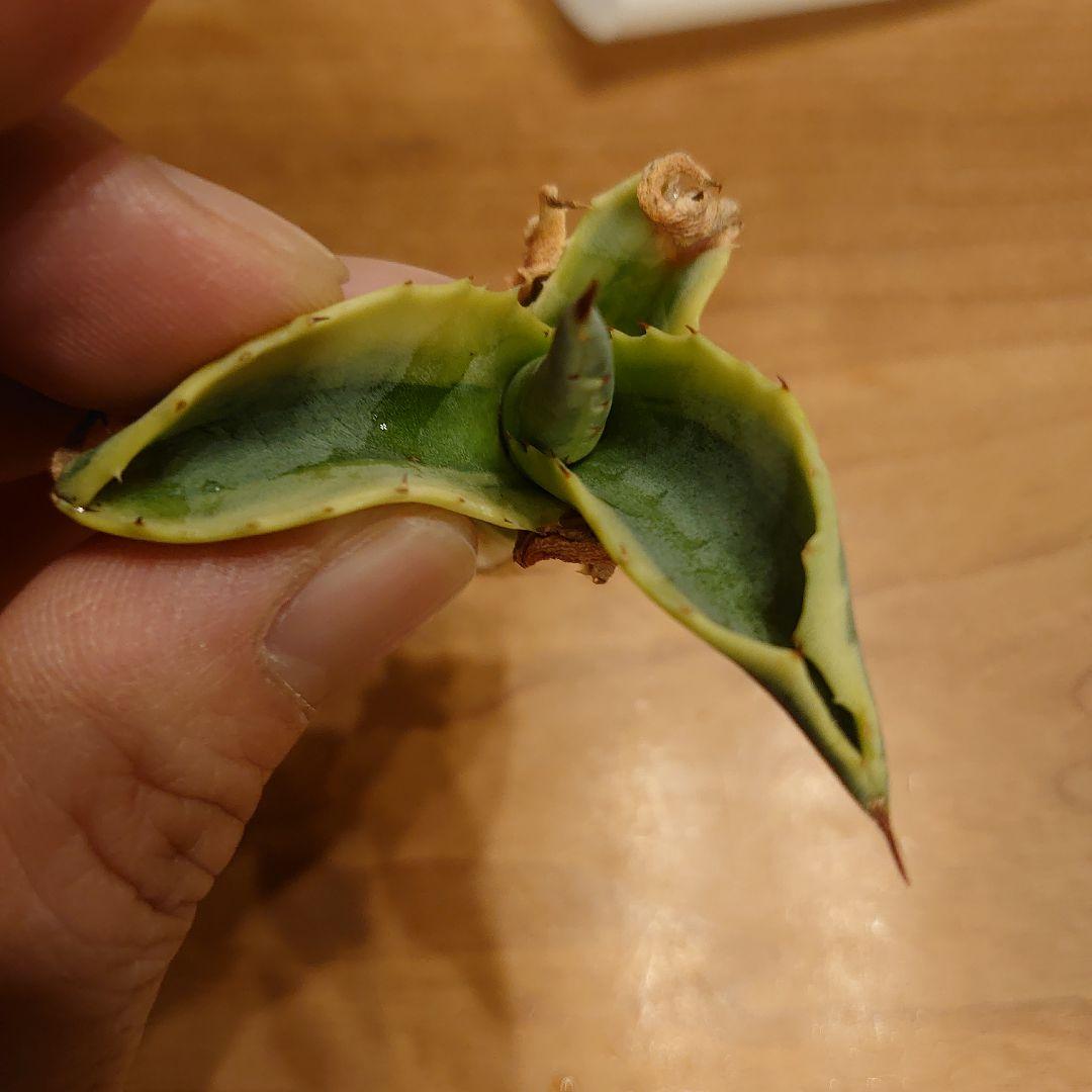 H*W様 【めちゃくちゃ発根済み！】 アガベ　リップルエフェクト　良株☆