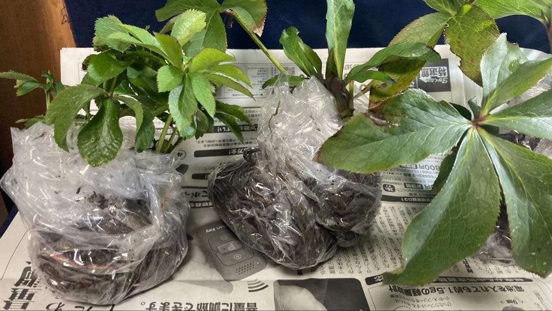 Toki‼️ クリスマスローズ苗　5株