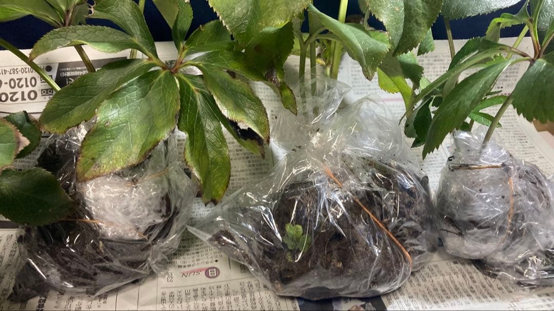 Toki‼️ クリスマスローズ苗　5株