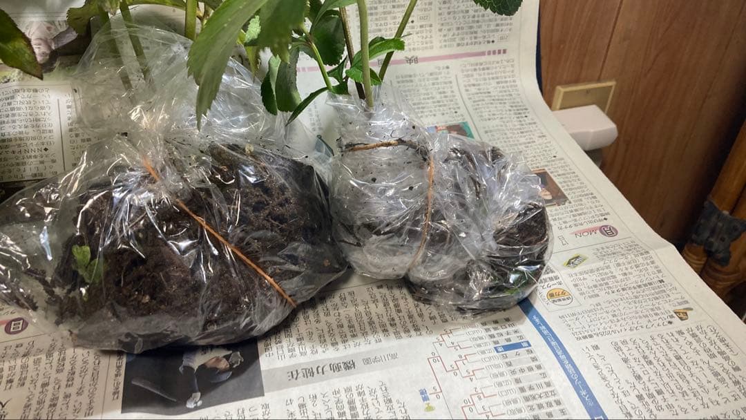 Toki‼️ クリスマスローズ苗　5株