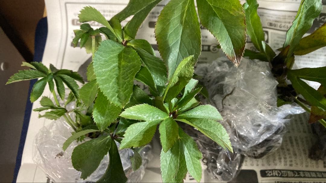 Toki‼️ クリスマスローズ苗　5株