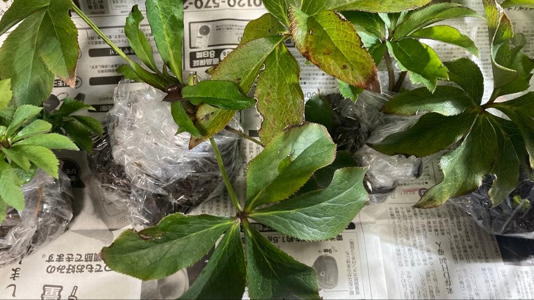 Toki‼️ クリスマスローズ苗　5株