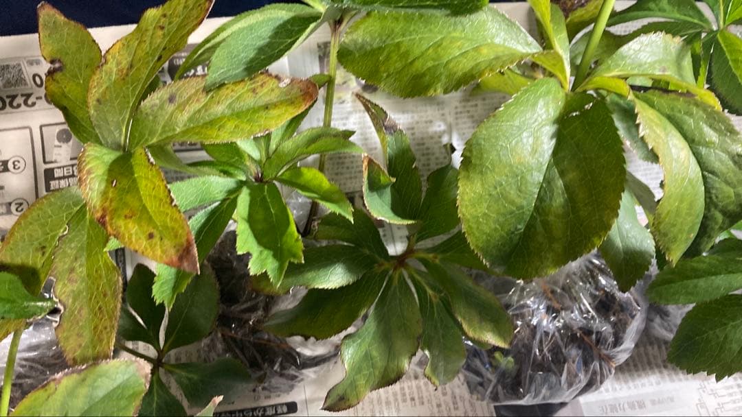 Toki‼️ クリスマスローズ苗　5株