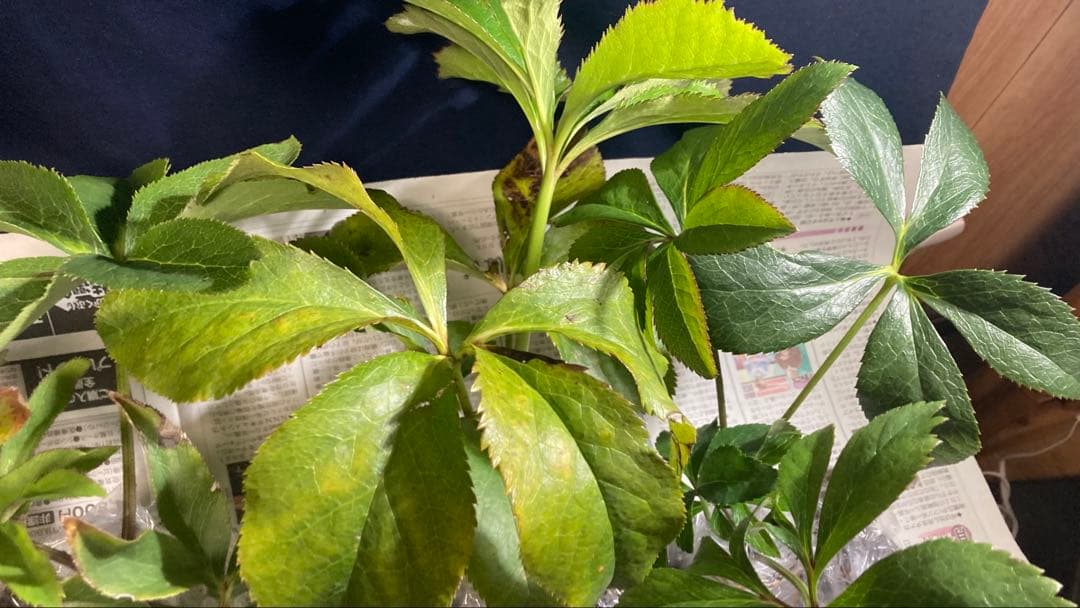 Toki‼️ クリスマスローズ苗　5株