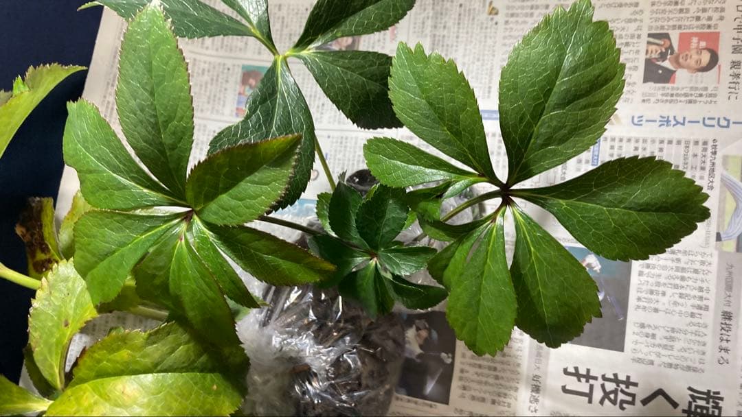 Toki‼️ クリスマスローズ苗　5株