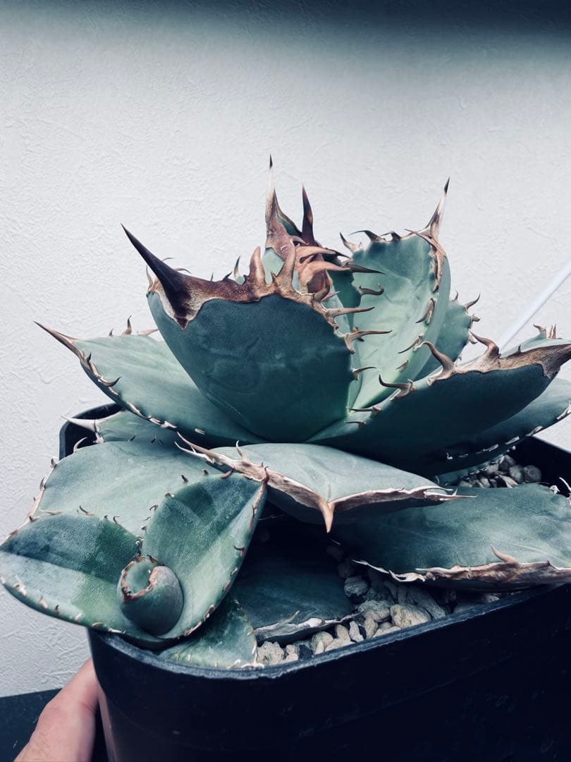 最終値下げ　アガベ　極上ブルーSSS 1981 / 極上ブルー、チタノタ