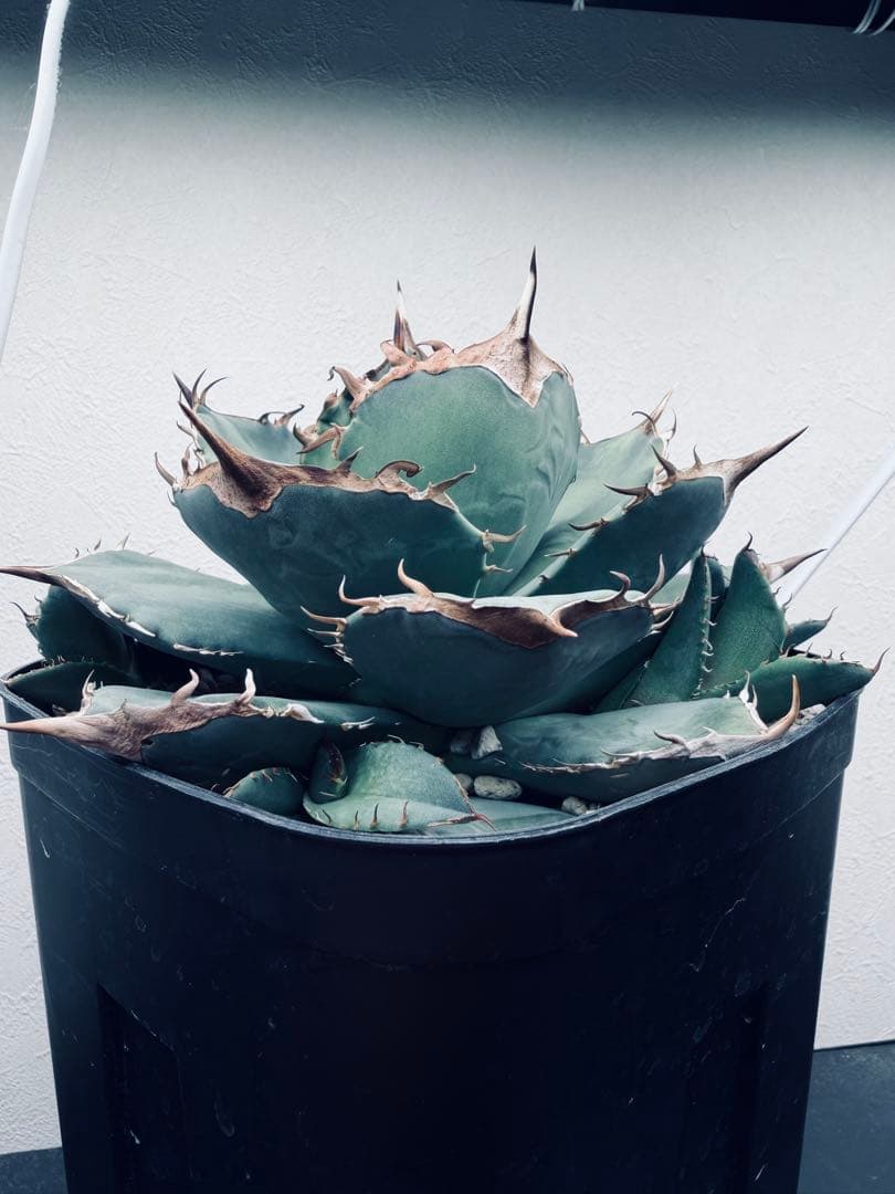 最終値下げ　アガベ　極上ブルーSSS 1981 / 極上ブルー、チタノタ