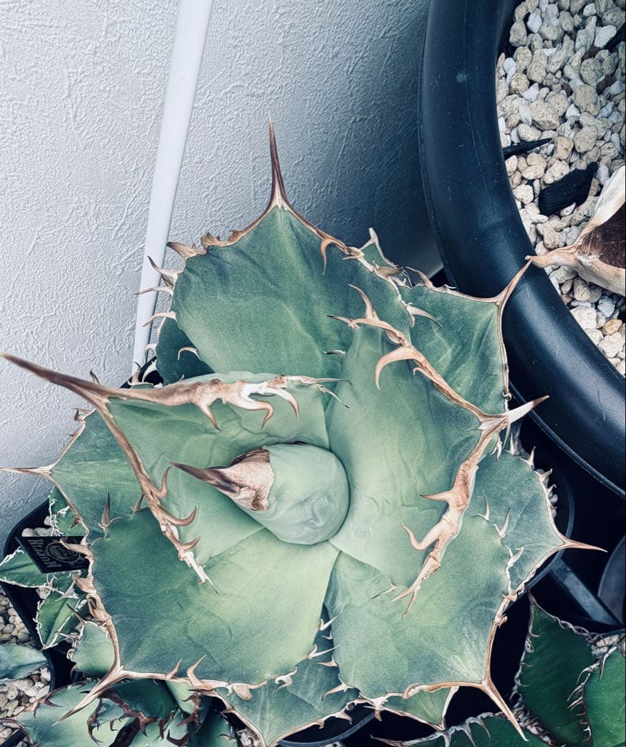 最終値下げ　アガベ　極上ブルーSSS 1981 / 極上ブルー、チタノタ