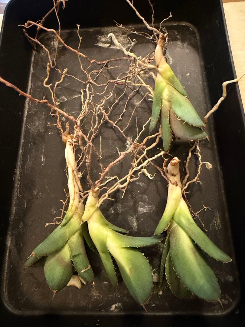 最終値下げ　アガベ　極上ブルーSSS 1981 / 極上ブルー、チタノタ