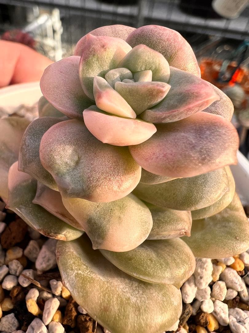 多肉植物　ラブリーローズ錦　白斑✨ほんのりピンクに紅葉✨カット苗【ネコポス】