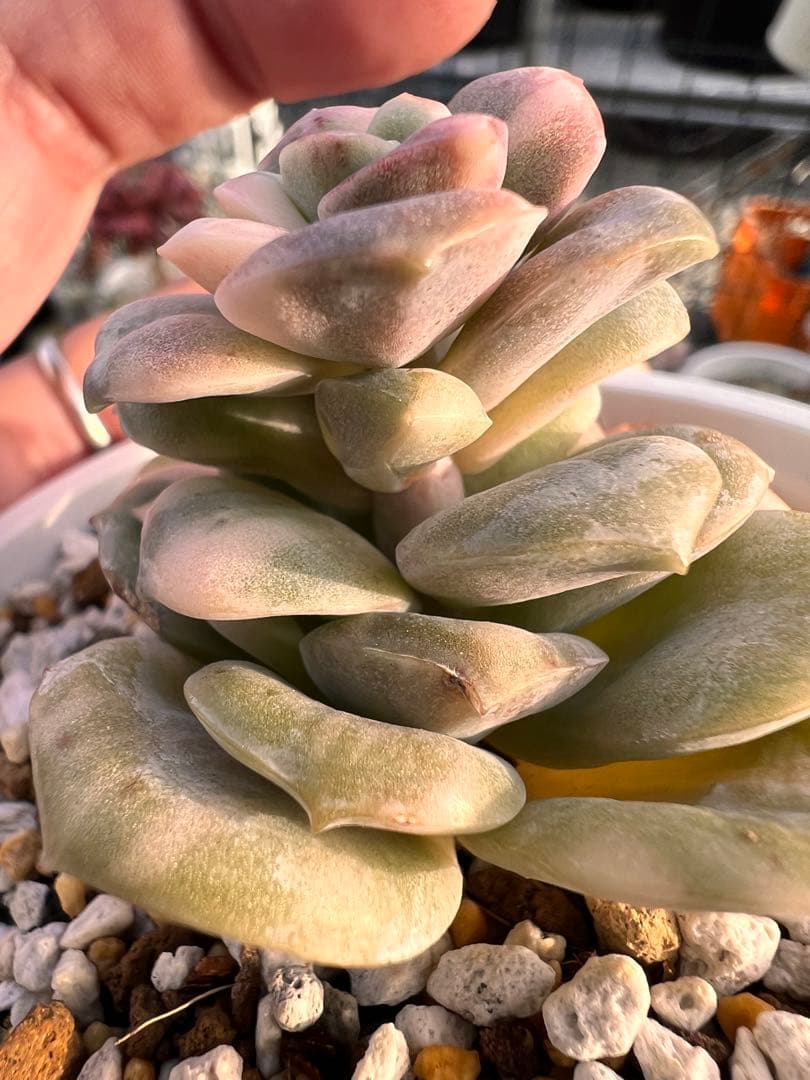 多肉植物　ラブリーローズ錦　白斑✨ほんのりピンクに紅葉✨カット苗【ネコポス】