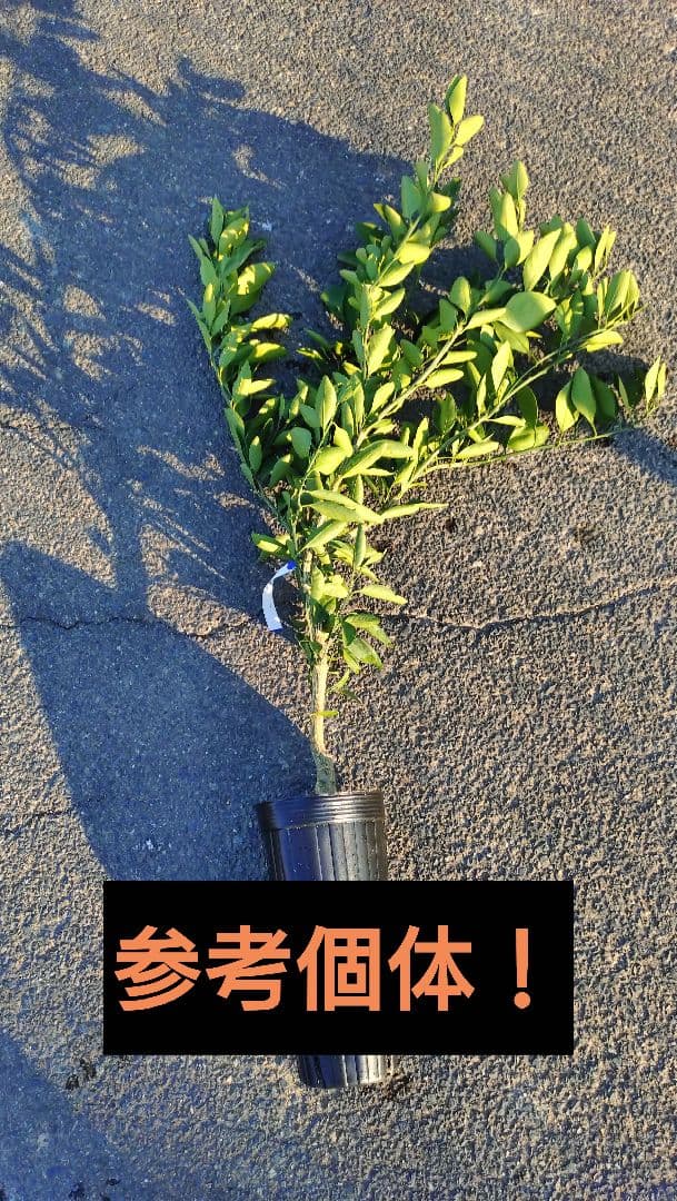 従来のミカンより糖度が高い！極甘ミカン苗木！原口早生苗木３年生