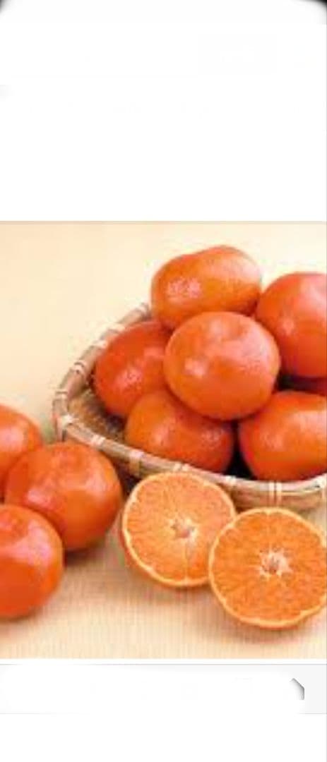 従来のミカンより糖度が高い！極甘ミカン苗木！原口早生苗木３年生