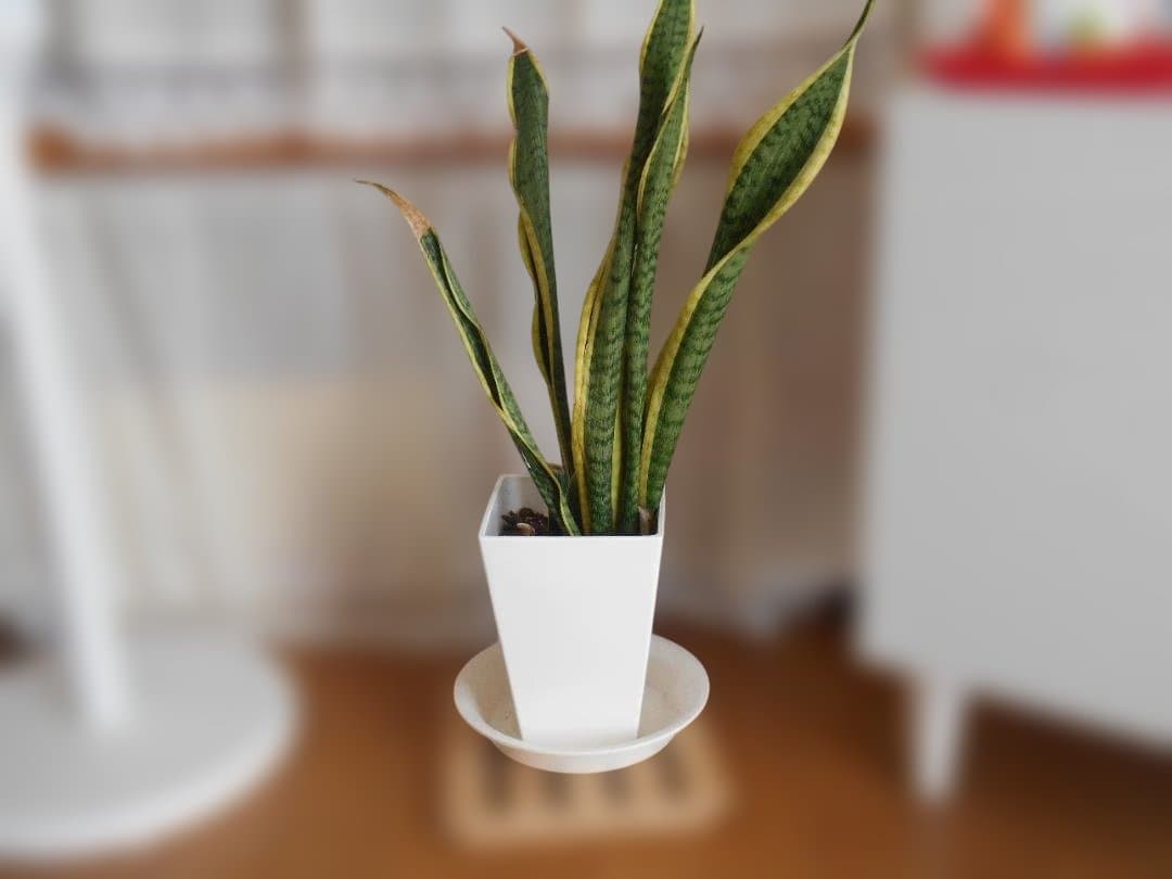 Nikon COOLPIX S3500 オレンジ ★作例有り★