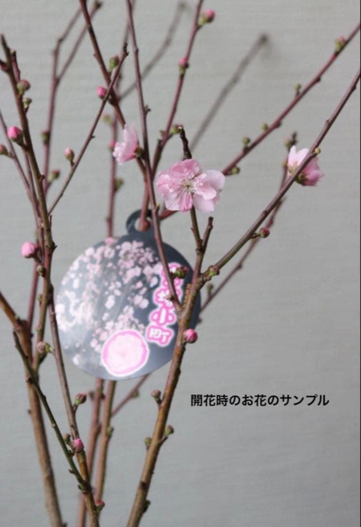 桃の花❤︎春のお花❤︎八重咲き花桃 【宝塚小町】①