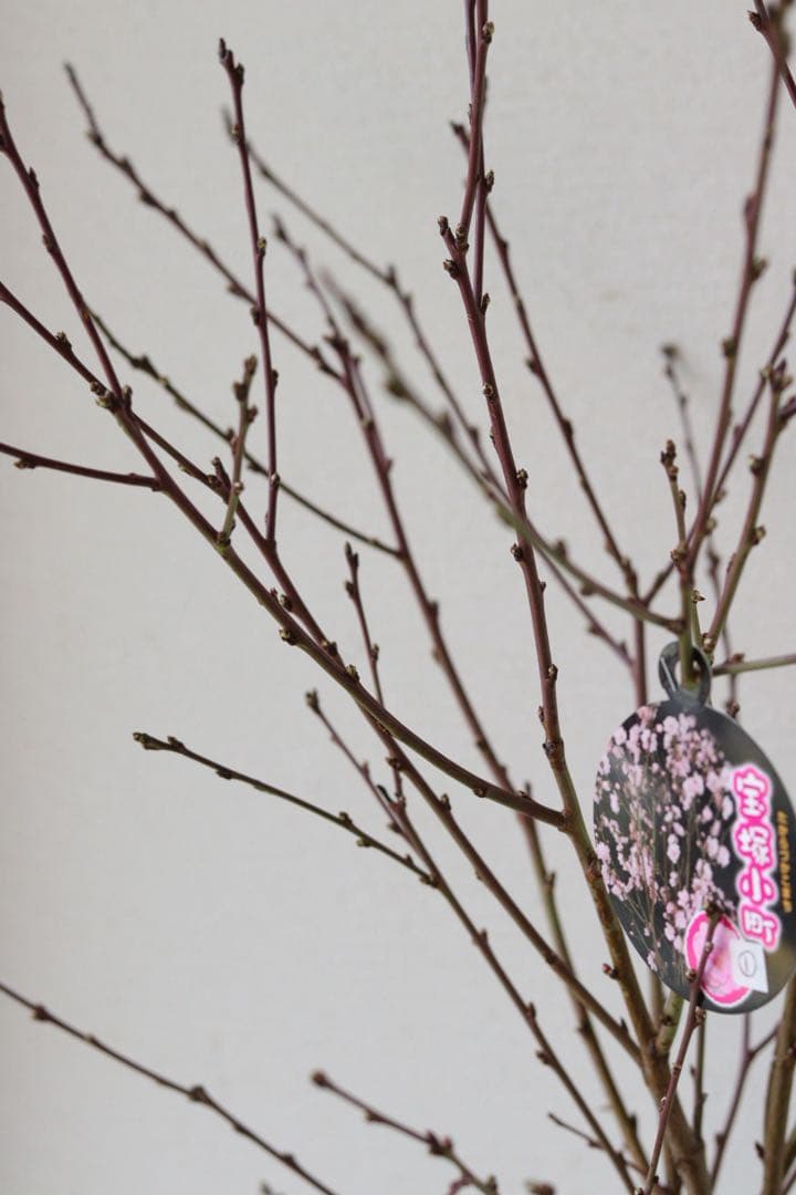 桃の花❤︎春のお花❤︎八重咲き花桃 【宝塚小町】①