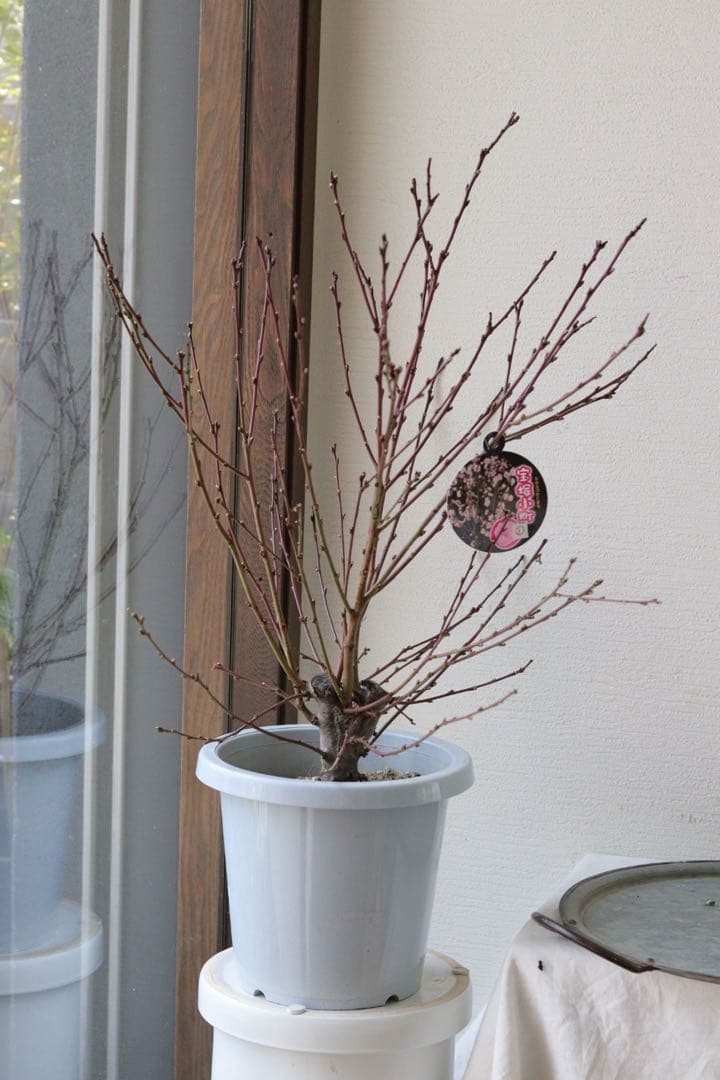 桃の花❤︎春のお花❤︎八重咲き花桃 【宝塚小町】①