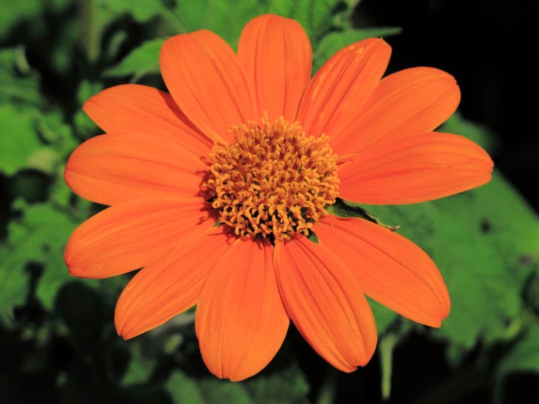 【美品】CANON PowerShot G11 1000万画素　カメラポーチ付