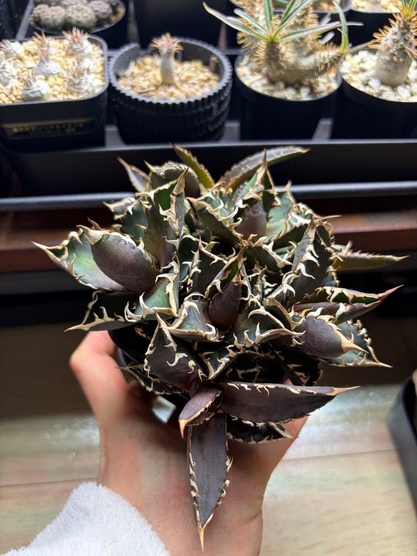 アガベ チタノタ レッドキャットウィーズル 赤猫 群生株