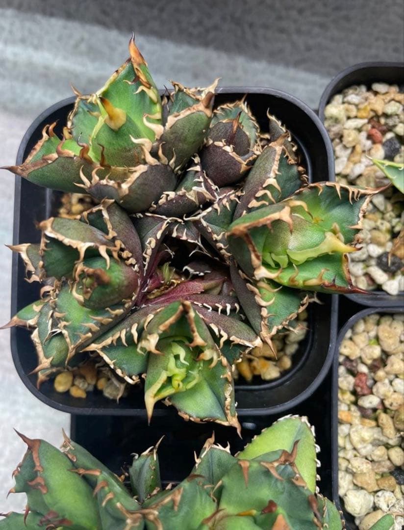 アガベ チタノタ レッドキャットウィーズル 赤猫 群生株