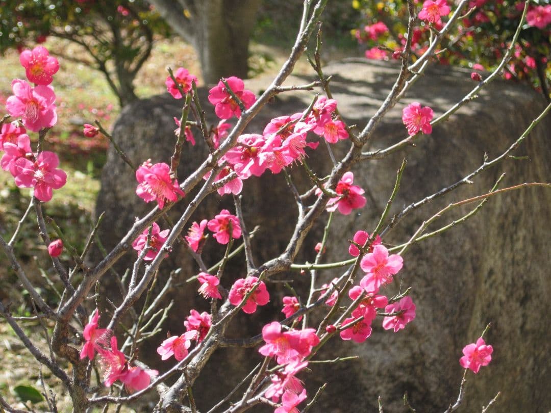 【訳あり】光学40倍　Canon PowerShot SX720 HS　レッド