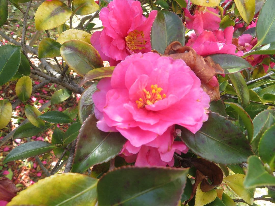 【訳あり】光学40倍　Canon PowerShot SX720 HS　レッド