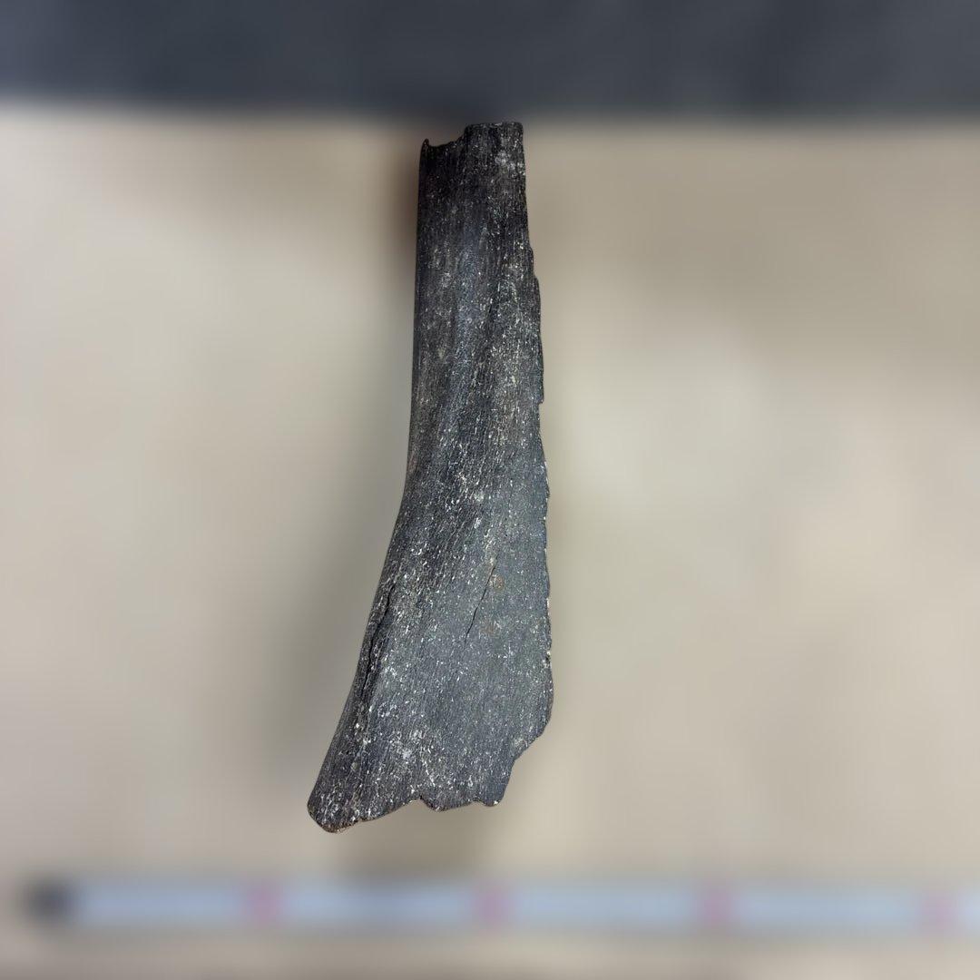 化石　ナンマンゾウ？　瀬戸内海