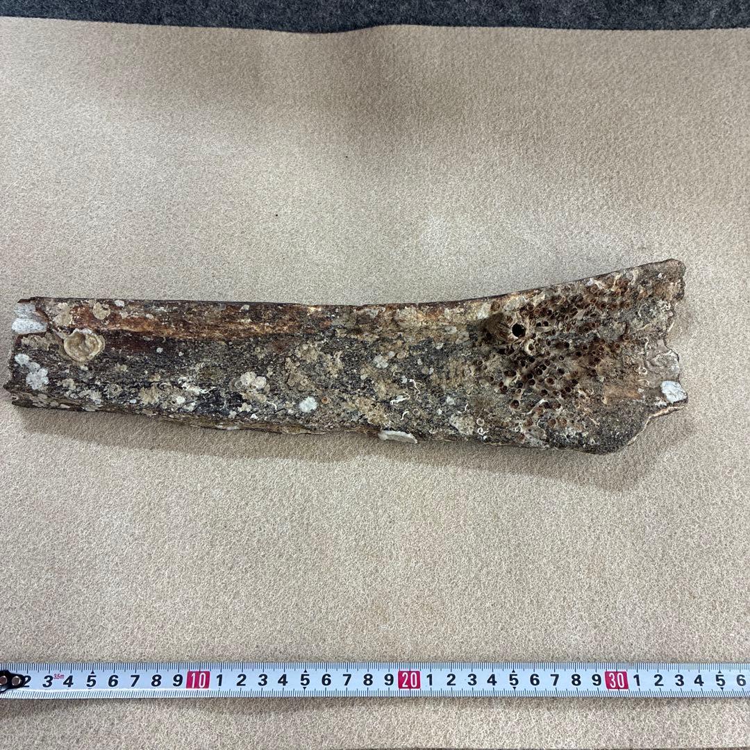 化石　ナンマンゾウ？　瀬戸内海