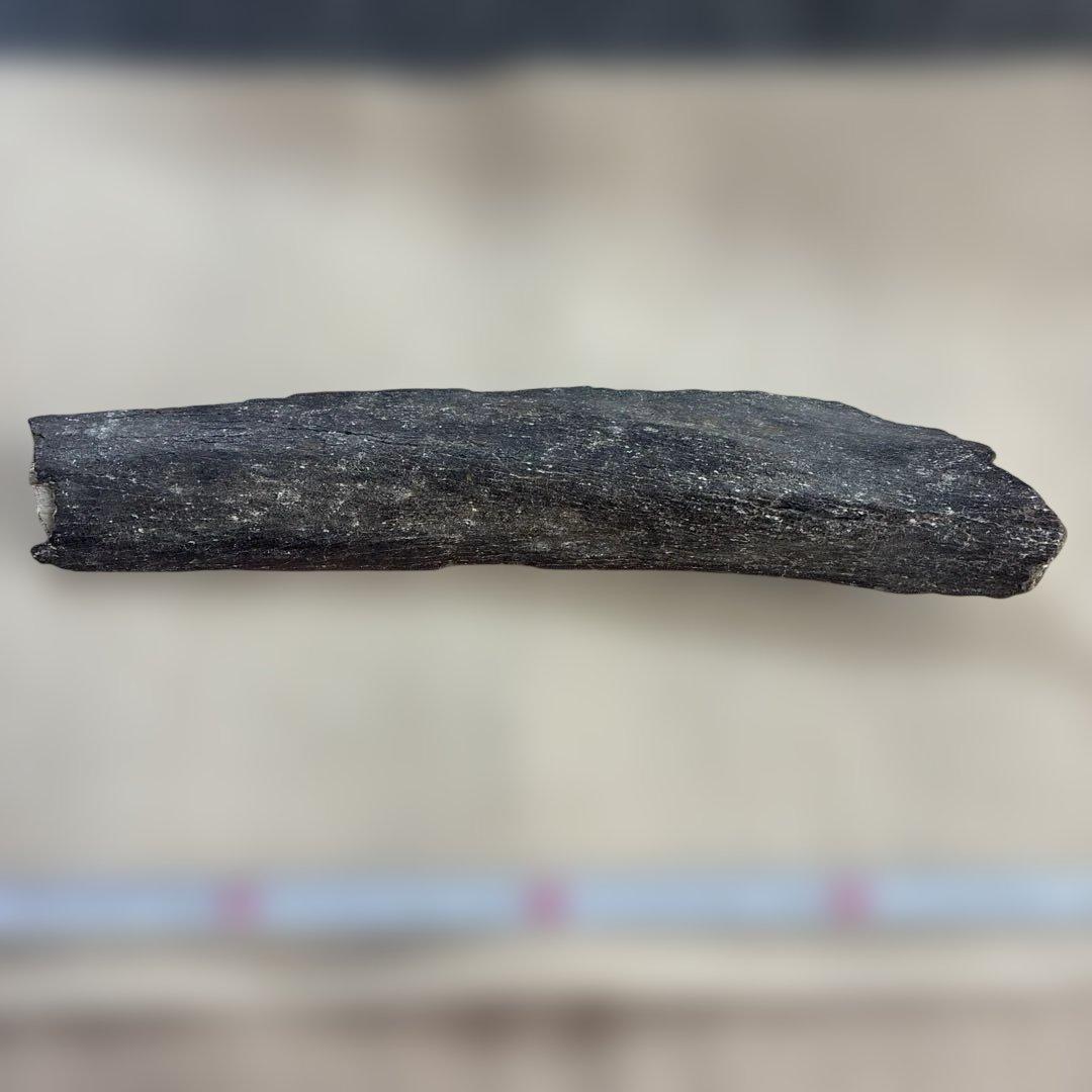 化石　ナンマンゾウ？　瀬戸内海