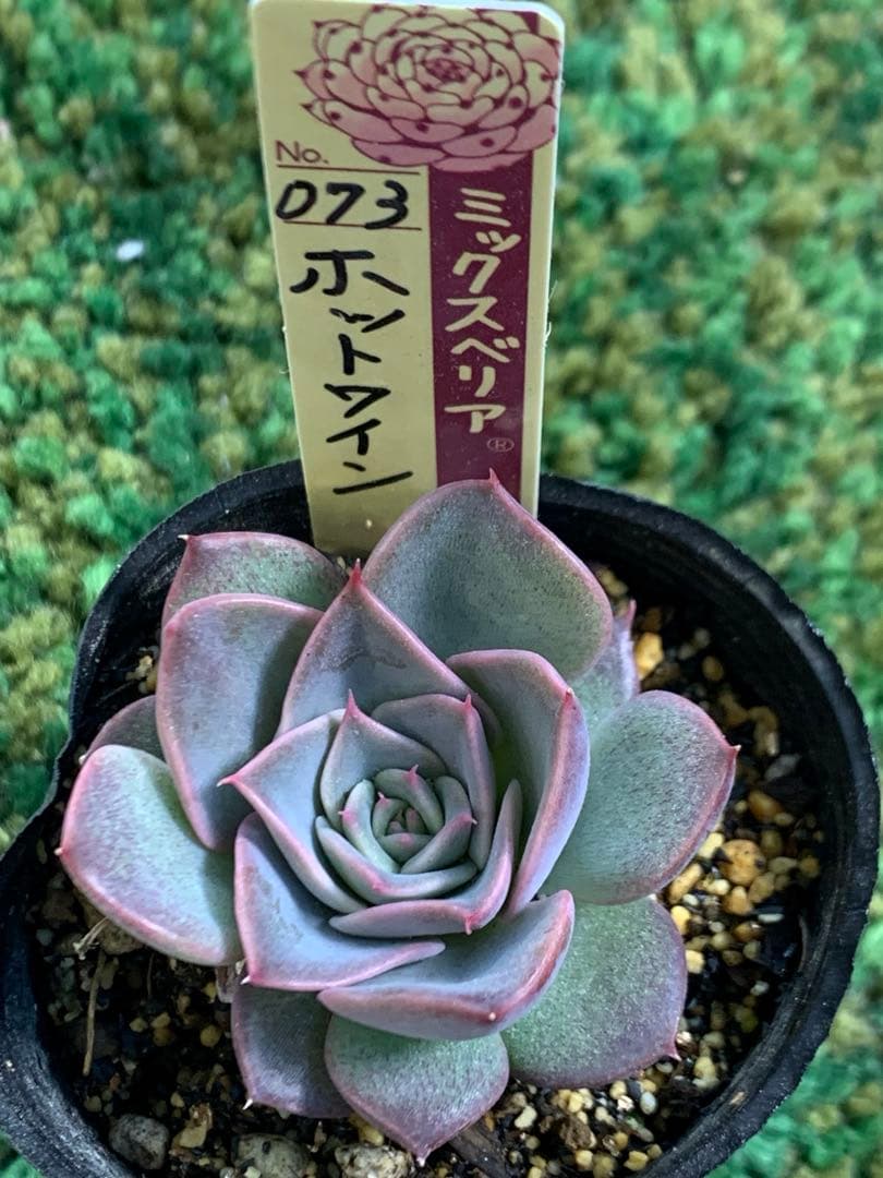 ホットワイン ポット苗 札つき ミックスベリア 匿名配送 おらいさん 多肉植物