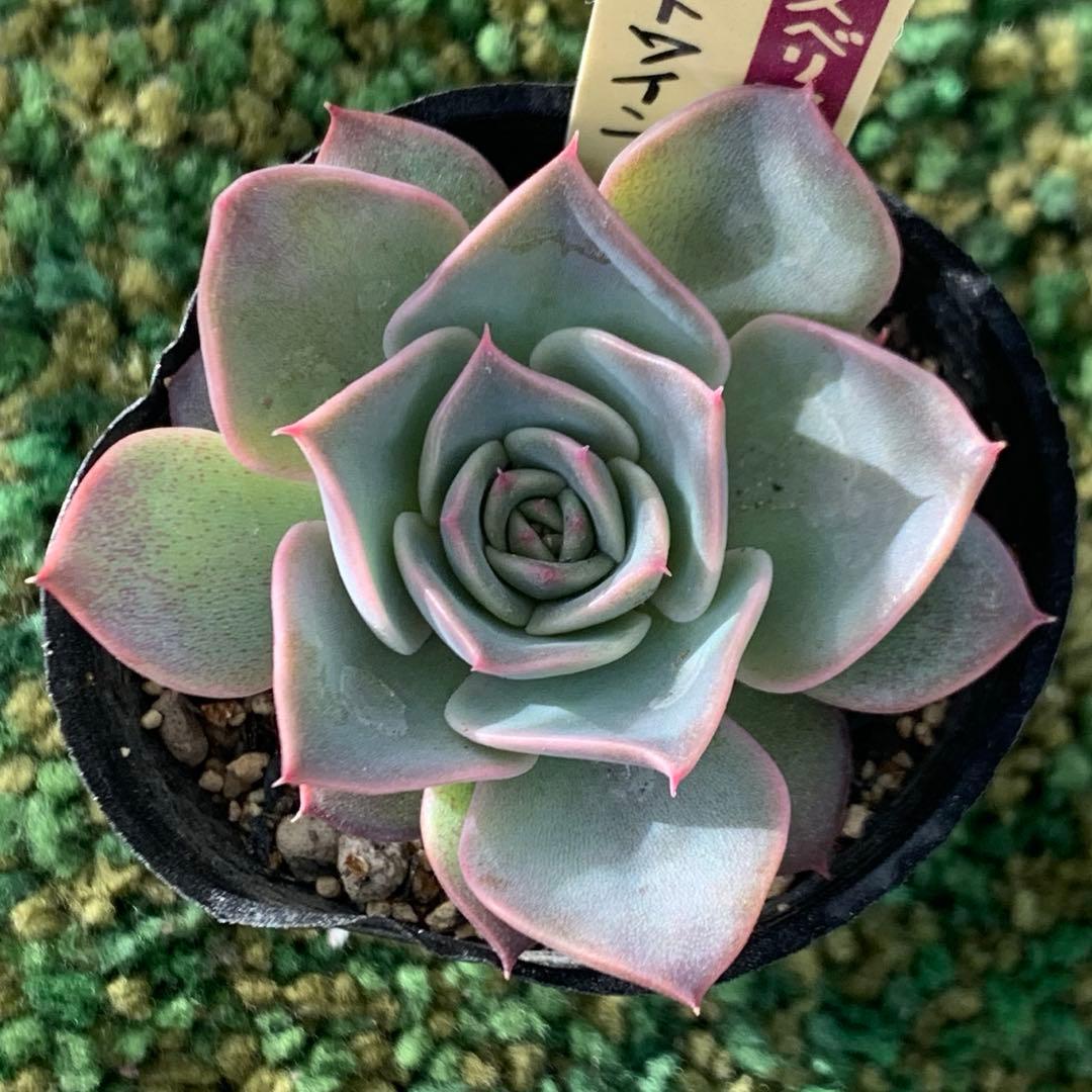 ホットワイン ポット苗 札つき ミックスベリア 匿名配送 おらいさん 多肉植物