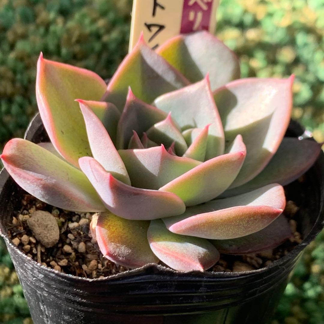 ホットワイン ポット苗 札つき ミックスベリア 匿名配送 おらいさん 多肉植物